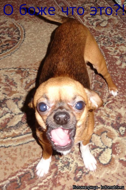 Котоматрица: О боже что это?! О боже что это?!