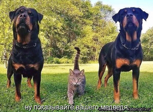ну показывайте вашего медведя....... Котоматрица: ну показывайте вашего медведя....