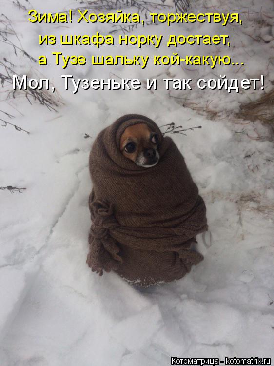 Зима! Хозяйка, торжествуя, из шкафа норку достает, а Тузе шальку кой-какую... Мол, Тузеньке и так с... Котоматрица: Зима! Хозяйка, торжествуя, из шкафа норку достает, а Тузе шальку кой-какую... Мол, Тузеньке и так сойдет!