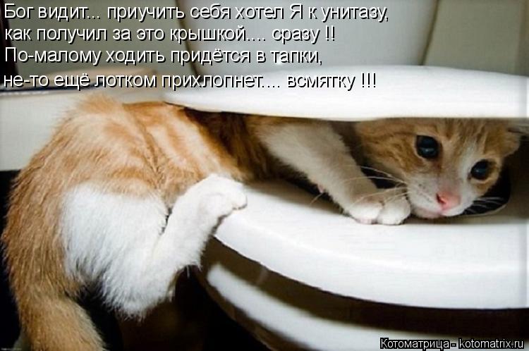 Котоматрица: Бог видит... приучить себя хотел Я к унитазу, как получил за это крышкой.... сразу !! По-малому ходить придётся в тапки, не-то ещё лотком прихлоп