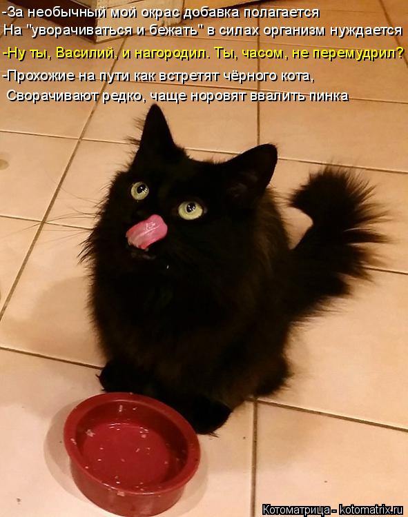 Котоматрица: -За необычный мой окрас добавка полагается На "уворачиваться и бежать" в силах организм нуждается -Ну ты, Василий, и нагородил. Ты, часом, не п