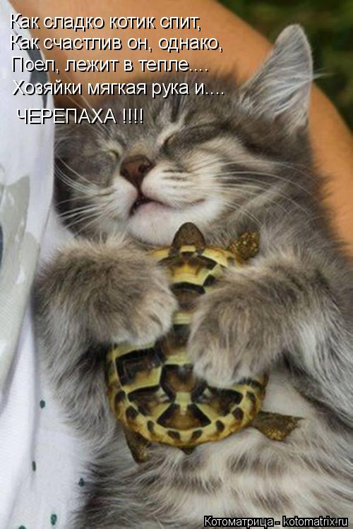 Котоматрица: Как сладко котик спит, Как счастлив он, однако, Поел, лежит в тепле.... Хозяйки мягкая рука и.... ЧЕРЕПАХА !!!!