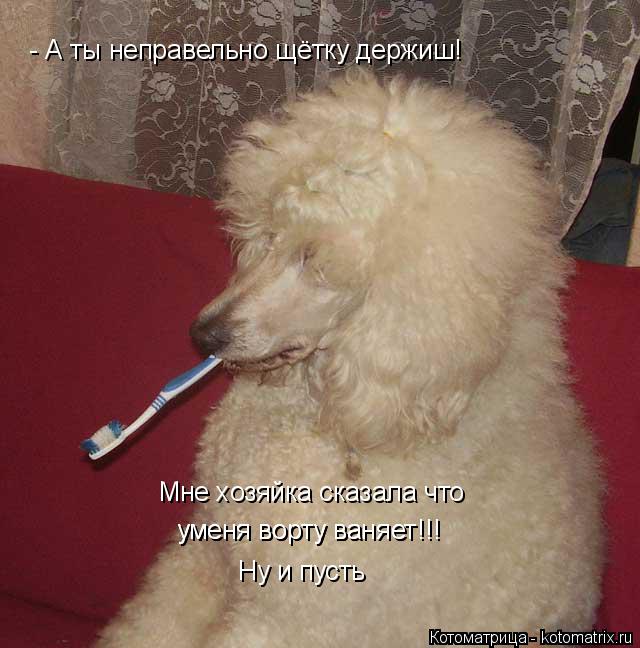 Котоматрица: Мне хозяйка сказала что уменя ворту ваняет!!! уменя ворту ваняет!!! - А ты неправельно щётку держиш! Ну и пусть