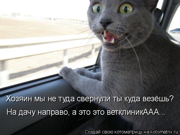 Котоматрица: Хозяин мы не туда свернули ты куда везёшь? На дачу направо, а это это ветклиникААА...
