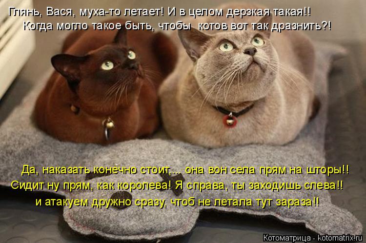 Котоматрица: Глянь, Вася, муха-то летает! И в целом дерзкая такая!! Когда могло такое быть, чтобы  котов вот так дразнить?! Да, наказать конечно стоит,... она 