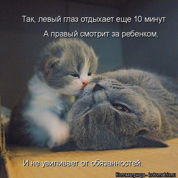 Котоматрица: Так, левый глаз отдыхает еще 10 минут А правый смотрит за ребенком,  И не увиливает от обязанностей.