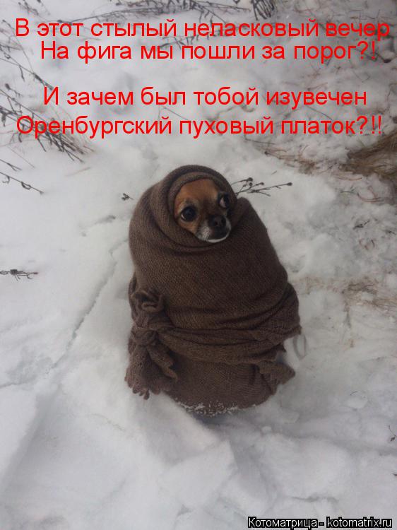 Котоматрица: В этот стылый неласковый вечер На фига мы пошли за порог?! И зачем был тобой изувечен Оренбургский пуховый платок?!!