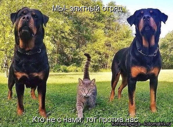 Котоматрица: Кто не с нами, тот против нас МЫ- элитный отряд