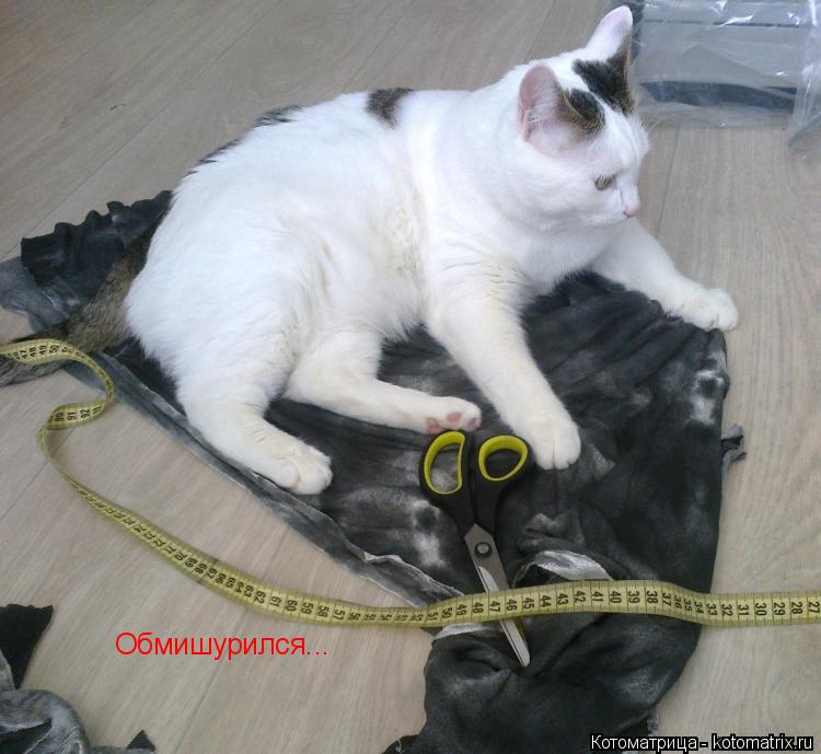 Котоматрица: Обмишурился...