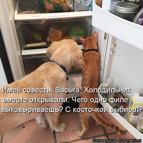 Имей совесть, Васька! Холодильник вместе открывали. Чего одно филе выковыриваешь? С косточкой выбирай... Котоматрица: Имей совесть, Васька! Холодильник вместе открывали. Чего одно филе выковыриваешь? С косточкой выбирай