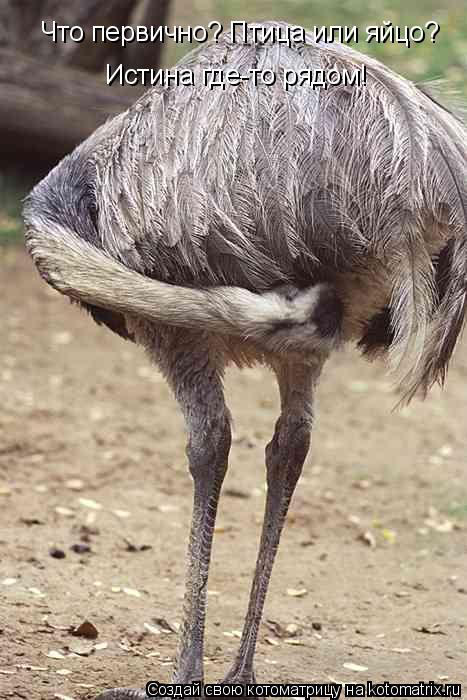 Котоматрица: Что первично? Птица или яйцо? Истина где-то рядом!