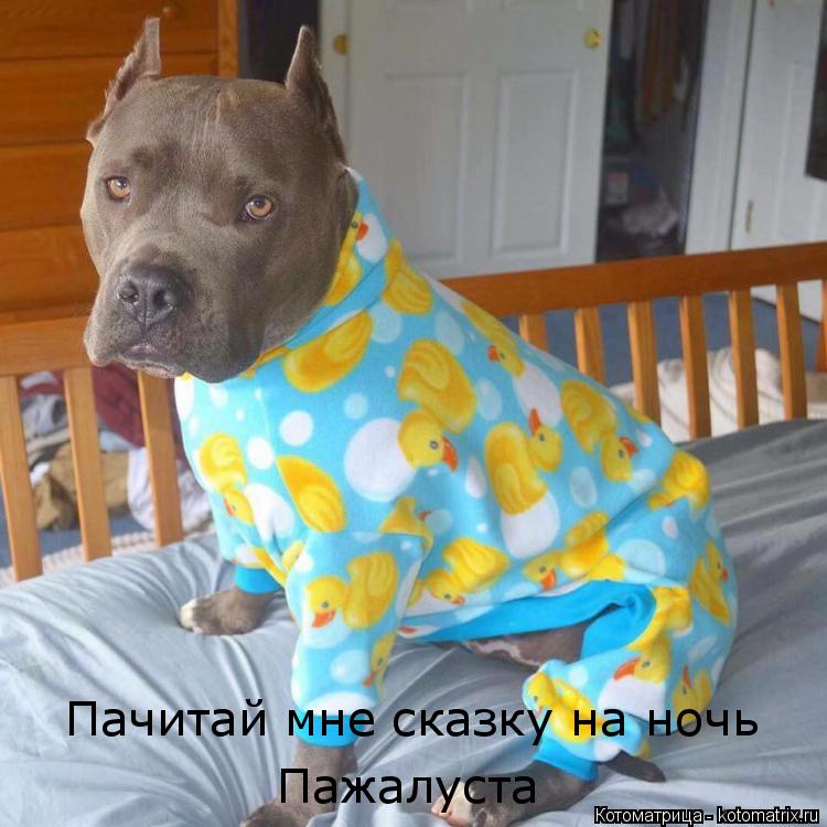 Котоматрица: Пачитай мне сказку на ночь Пажалуста