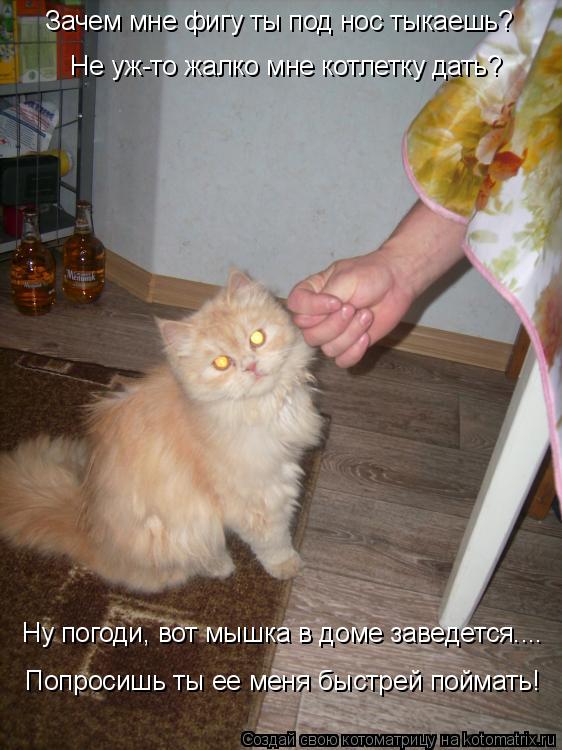 Котоматрица: Не уж-то жалко мне котлетку дать? Ну погоди, вот мышка в доме заведется.... Попросишь ты ее меня быстрей поймать! Зачем мне фигу ты под нос тыка