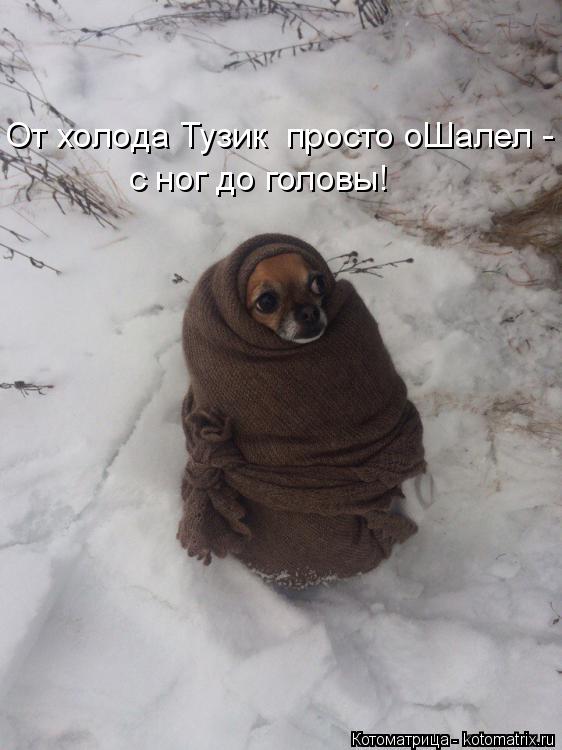 От холода Тузик просто оШалел - с ног до головы!... Котоматрица: От холода Тузик просто оШалел - с ног до головы!