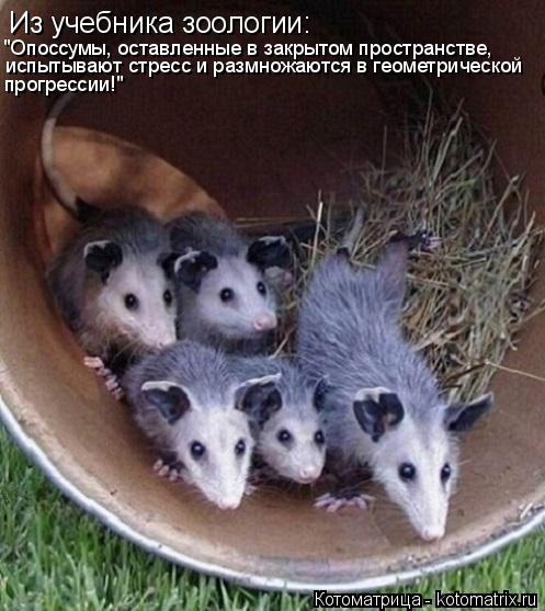 Из учебника зоологии: "Опоссумы, оставленные в закрытом пространстве, испытывают стресс и размножаютс... Котоматрица: Из учебника зоологии: "Опоссумы, оставленные в закрытом пространстве, испытывают стресс и размножаются в геометрической прогрессии!"