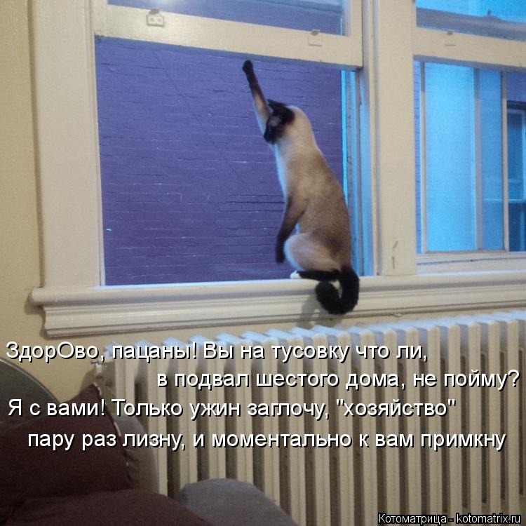 Котоматрица: ЗдорОво, пацаны! Вы на тусовку что ли, в подвал шестого дома, не пойму? Я с вами! Только ужин заглочу, "хозяйство" пару раз лизну, и моментально 