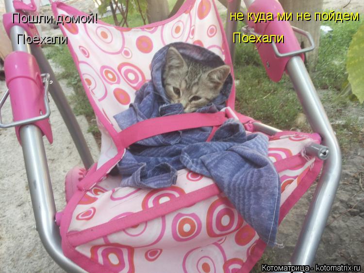 Котоматрица: Пошли домой! не куда ми не пойдем  нет Поехали  Поехали