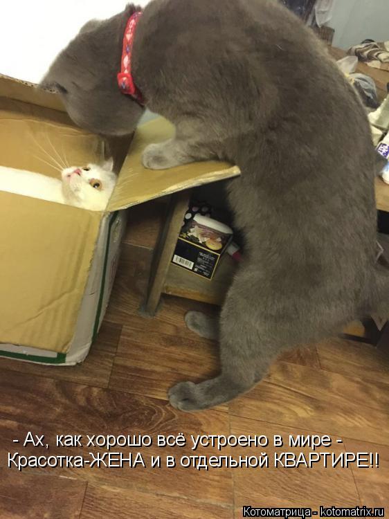 - Ах, как хорошо всё устроено в мире - Красотка-ЖЕНА и в отдельной КВАРТИРЕ!!... Котоматрица: - Ах, как хорошо всё устроено в мире - Красотка-ЖЕНА и в отдельной КВАРТИРЕ!!