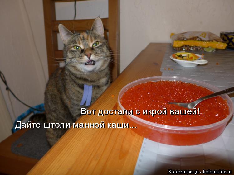 Котоматрица: Вот достали с икрой вашей! Дайте штоли манной каши...