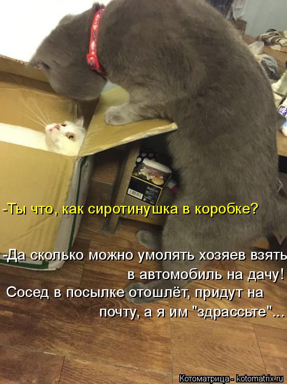 Котоматрица: -Ты что, как сиротинушка в коробке? -Да сколько можно умолять хозяев взять в автомобиль на дачу! Сосед в посылке отошлёт, придут на почту, а я 