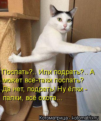 Котоматрица: Поспать?.. Или подрать?.. А может всё-таки поспать? Да нет, подрать! Ну ёлки - палки, всё охота...