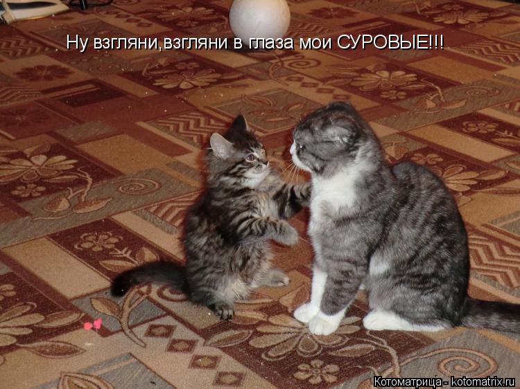 Котоматрица: Ну взгляни,взгляни в глаза мои СУРОВЫЕ!!!