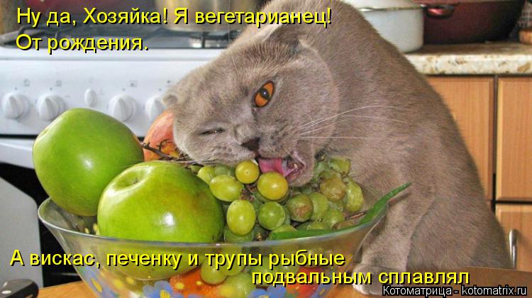 Котоматрица: Ну да, Хозяйка! Я вегетарианец! От рождения. А вискас, печенку и трупы рыбные подвальным сплавлял