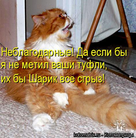 Неблагодарные! Да если бы я не метил ваши туфли, их бы Шарик все сгрыз!... Котоматрица: Неблагодарные! Да если бы я не метил ваши туфли, их бы Шарик все сгрыз!