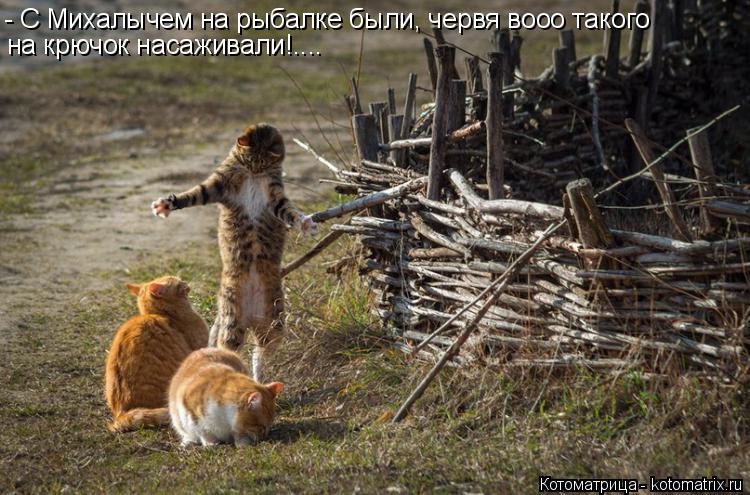 - С Михалычем на рыбалке были, червя вооо такого на крючок насаживали!....... Котоматрица: - С Михалычем на рыбалке были, червя вооо такого на крючок насаживали!....