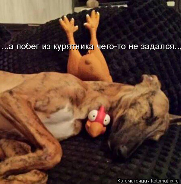 Котоматрица: ...а побег из курятника чего-то не задался...