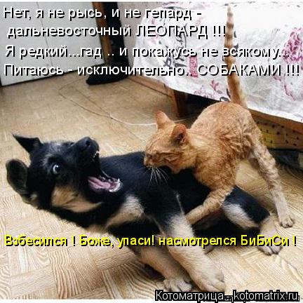 Котоматрица: Нет, я не рысь, и не гепард -  дальневосточный ЛЕОПАРД !!! Я редкий...гад .. и покажусь не всякому... Питаюсь - исключительно.. СОБАКАМИ !!! Взбесилс