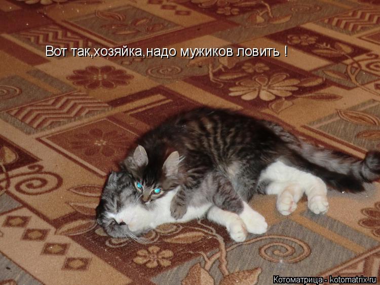 Котоматрица: Вот так,хозяйка,надо мужиков ловить !