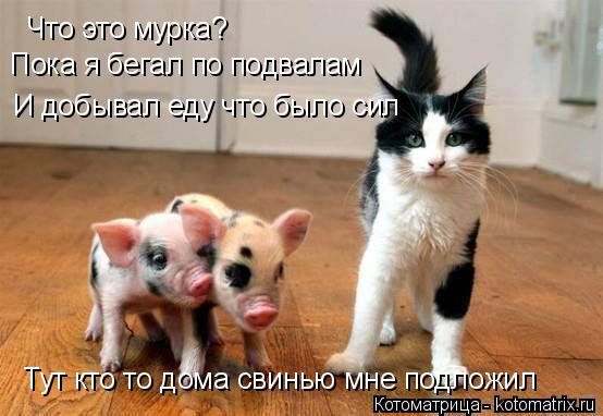 Котоматрица: Что это мурка? Пока я бегал по подвалам И добывал еду что было сил Тут кто то дома свинью мне подложил