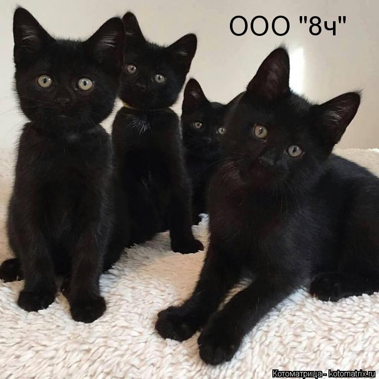 Котоматрица: ООО "8ч"