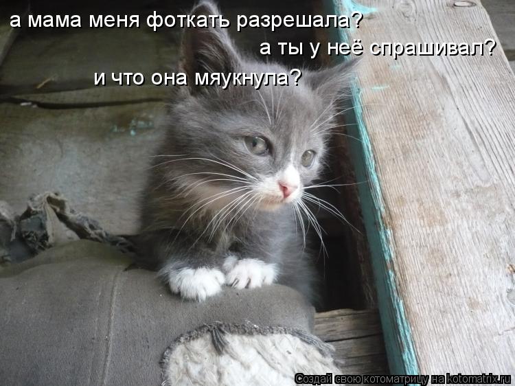 а мама меня фоткать разрешала? а ты у неё спрашивал? и что она мяукнула?... Котоматрица: а мама меня фоткать разрешала? а ты у неё спрашивал? и что она мяукнула?