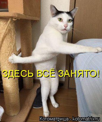 Котоматрица: ЗДЕСЬ ВСЁ ЗАНЯТО!