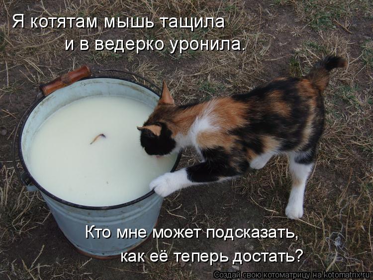 Я котятам мышь тащила и в ведерко уронила. Кто мне может подсказать, как её теперь достать?... Котоматрица: Я котятам мышь тащила и в ведерко уронила. Кто мне может подсказать, как её теперь достать?