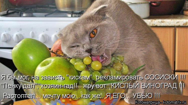 Я бы мог, на зависть "кискам", рекламировать СОСИСКИ !!! "Пенку дал", хозяин-гад!!.. жру вот...КИСЛЫЙ... Котоматрица: Я бы мог, на зависть "кискам", рекламировать СОСИСКИ !!! "Пенку дал", хозяин-гад!!.. жру вот...КИСЛЫЙ ВИНОГРАД !!! Растоптал... мечту мою...как же.. Я Е