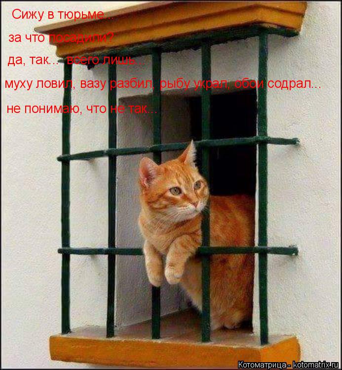 Котоматрица: Сижу в тюрьме... муху ловил, вазу разбил, рыбу украл, обои содрал... да, так...  всего лишь... за что посадили? не понимаю, что не так...