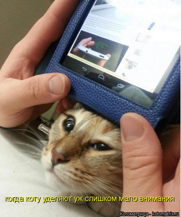 Котоматрица: когда коту уделяют уж слишком мало внимания