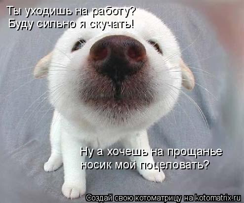 Котоматрица: Ты уходишь на работу? Буду сильно я скучать! Ну а хочешь на прощанье носик мой поцеловать?