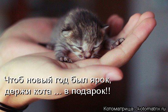 Чтоб новый год был ярок, держи кота ... в подарок!!... Котоматрица: Чтоб новый год был ярок, держи кота ... в подарок!!