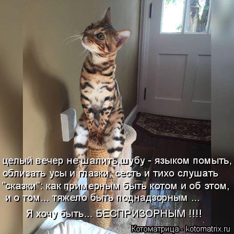 Котоматрица: целый вечер не шалить,шубу - языком помыть, облизать усы и глазки, сесть и тихо слушать "сказки": как примерным быть котом и об этом, Я хочу быт