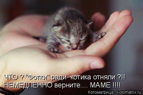 НЕМЕДЛЕННО верните.... МАМЕ !!!! ЧТО ? "Фотки" ради котика отняли ?!!... Котоматрица: НЕМЕДЛЕННО верните.... МАМЕ !!!! ЧТО ? "Фотки" ради котика отняли ?!!