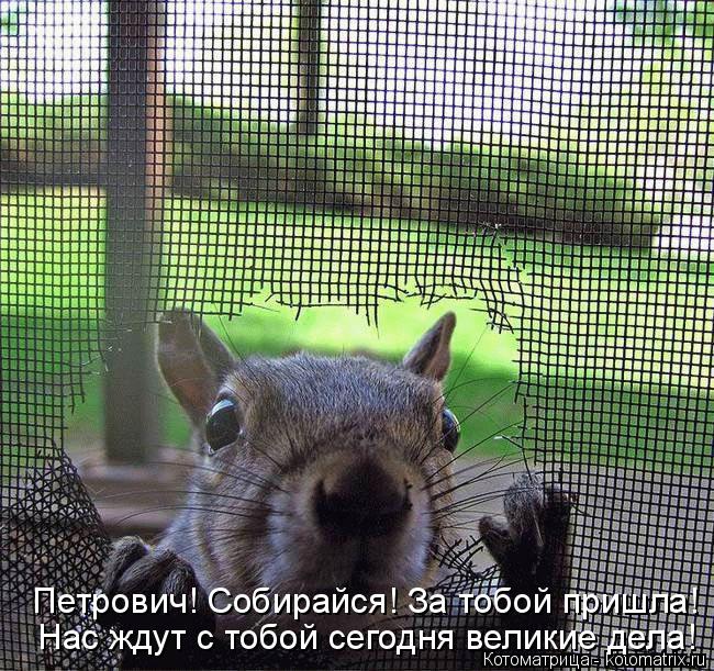 Котоматрица: Нас ждут с тобой сегодня великие дела! Петрович! Собирайся! За тобой пришла!