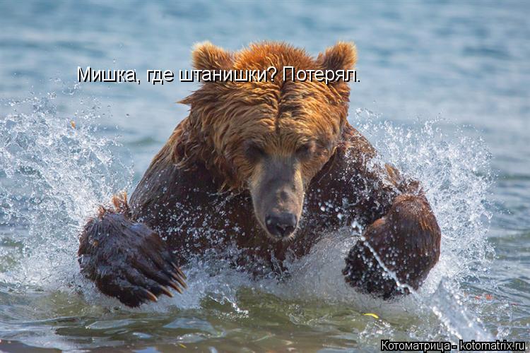 Мишка, где штанишки? Потерял.... Котоматрица: Мишка, где штанишки? Потерял.