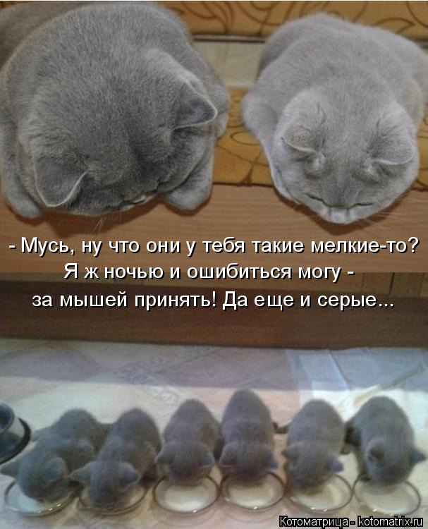 - Мусь, ну что они у тебя такие мелкие-то? Я ж ночью и ошибиться могу - за мышей принять! Да еще и с... Котоматрица: - Мусь, ну что они у тебя такие мелкие-то? Я ж ночью и ошибиться могу - за мышей принять! Да еще и серые...