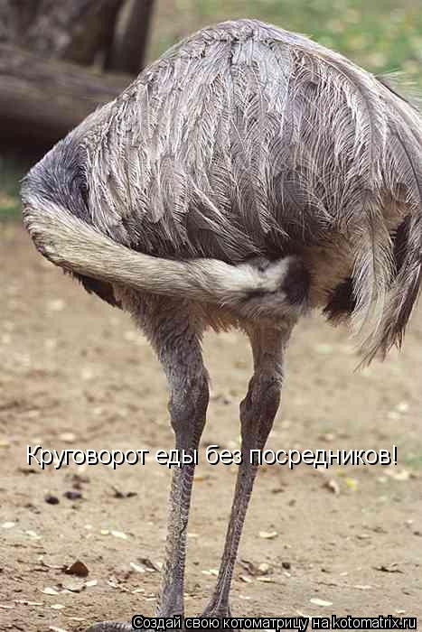 Круговорот еды без посредников!... Котоматрица: Круговорот еды без посредников!