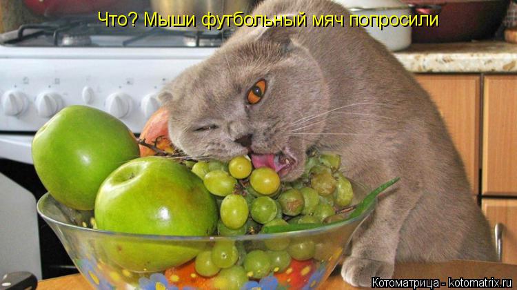 Что? Мыши футбольный мяч попросили... Котоматрица: Что? Мыши футбольный мяч попросили