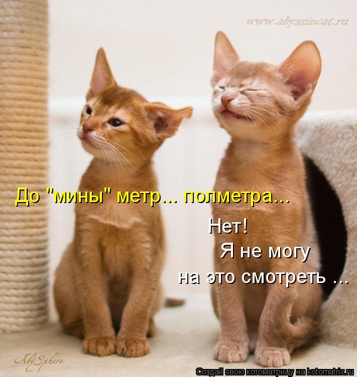 Котоматрица: До "мины" метр... полметра... Нет! Я не могу на это смотреть ...